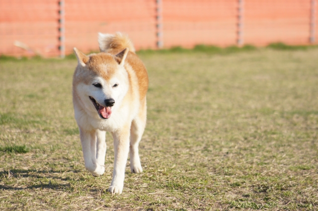 探究のきっかけ